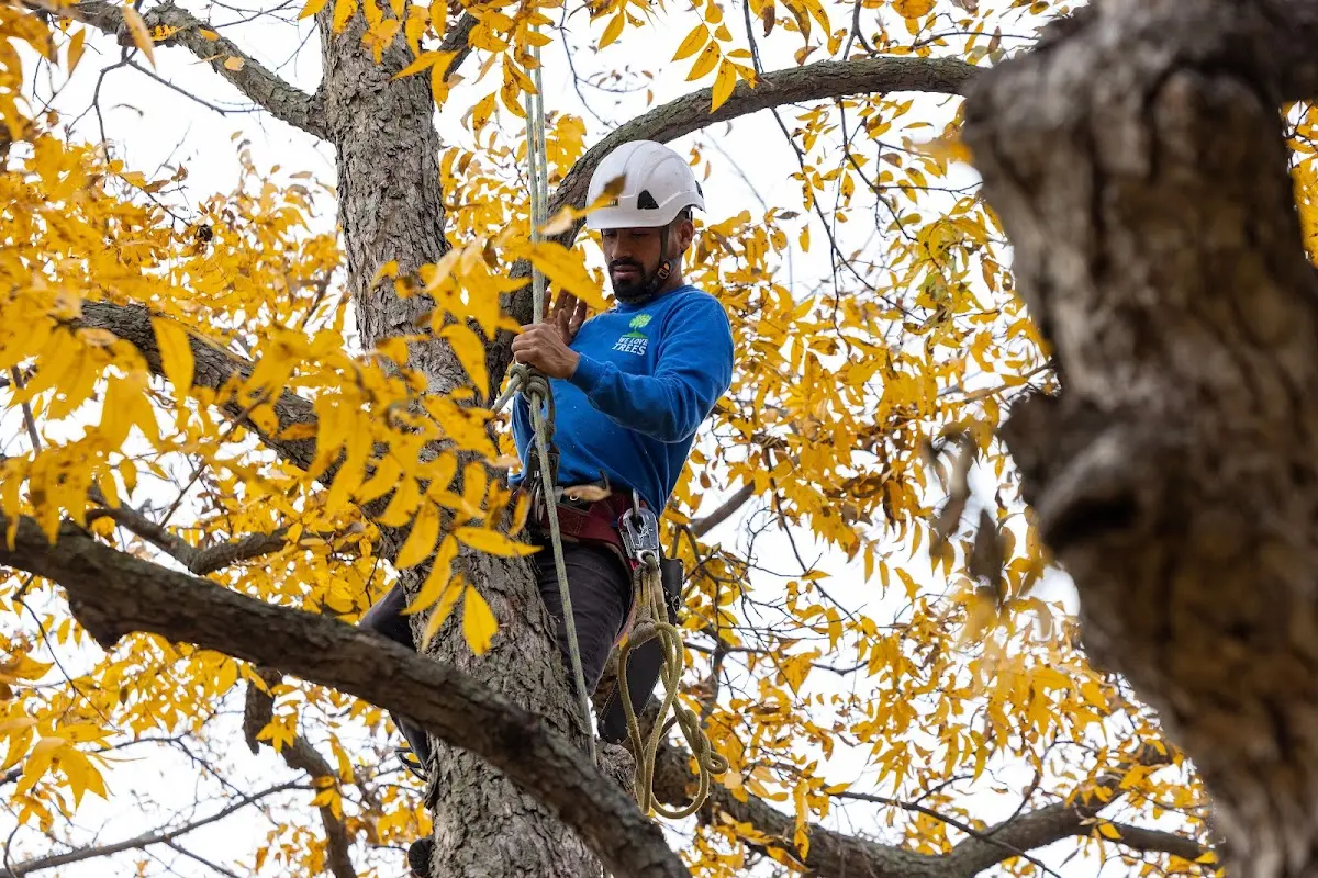 Skilled Tree Transplanting crew working in Waterbury